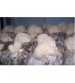 Thanvi Shroomness Hardwood Sawdust for Mushroom Cultivation (Unsterilized) 4.5 Kg